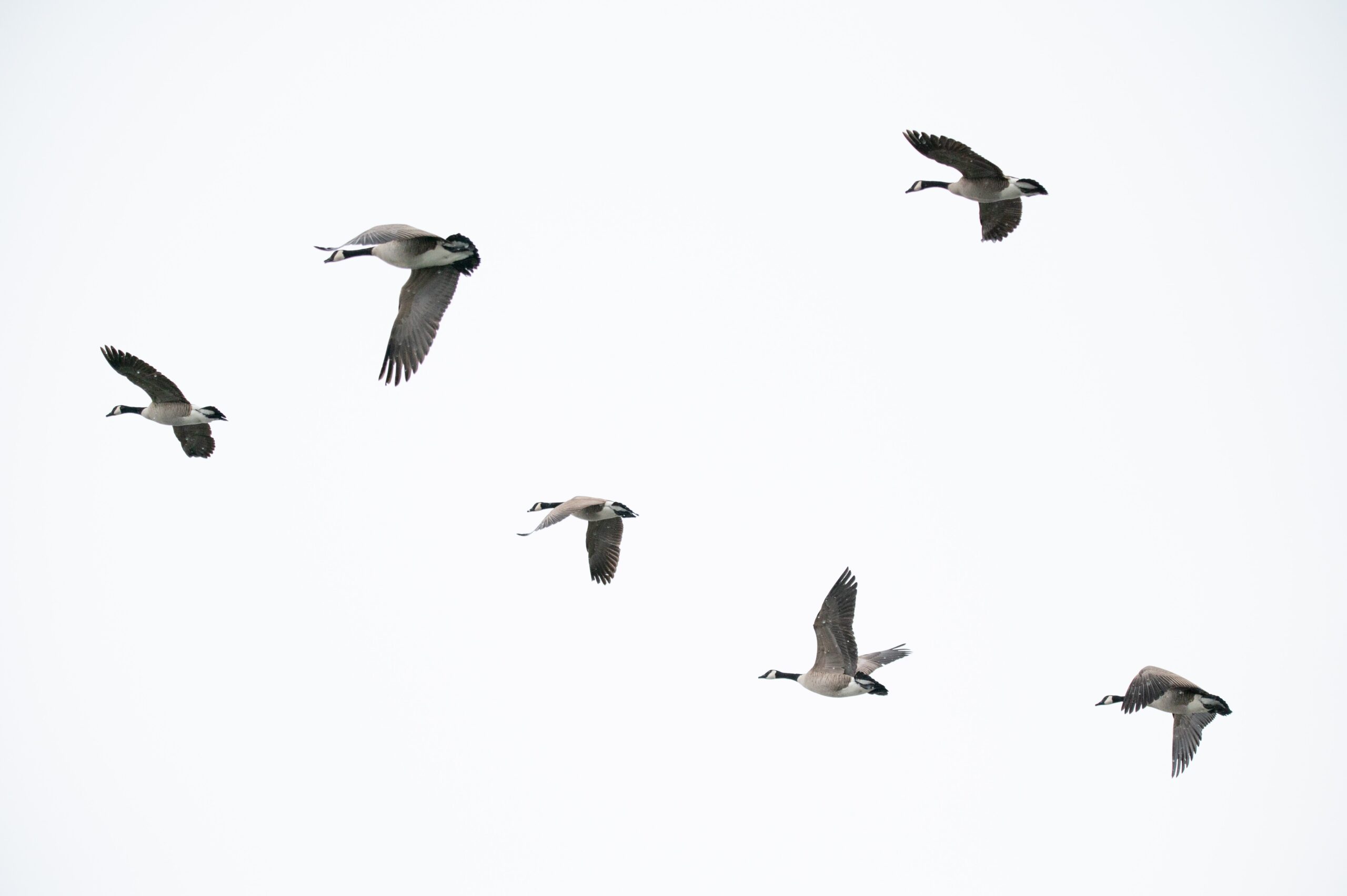 uzsak petijumu par atgriesanos latvijas regionos