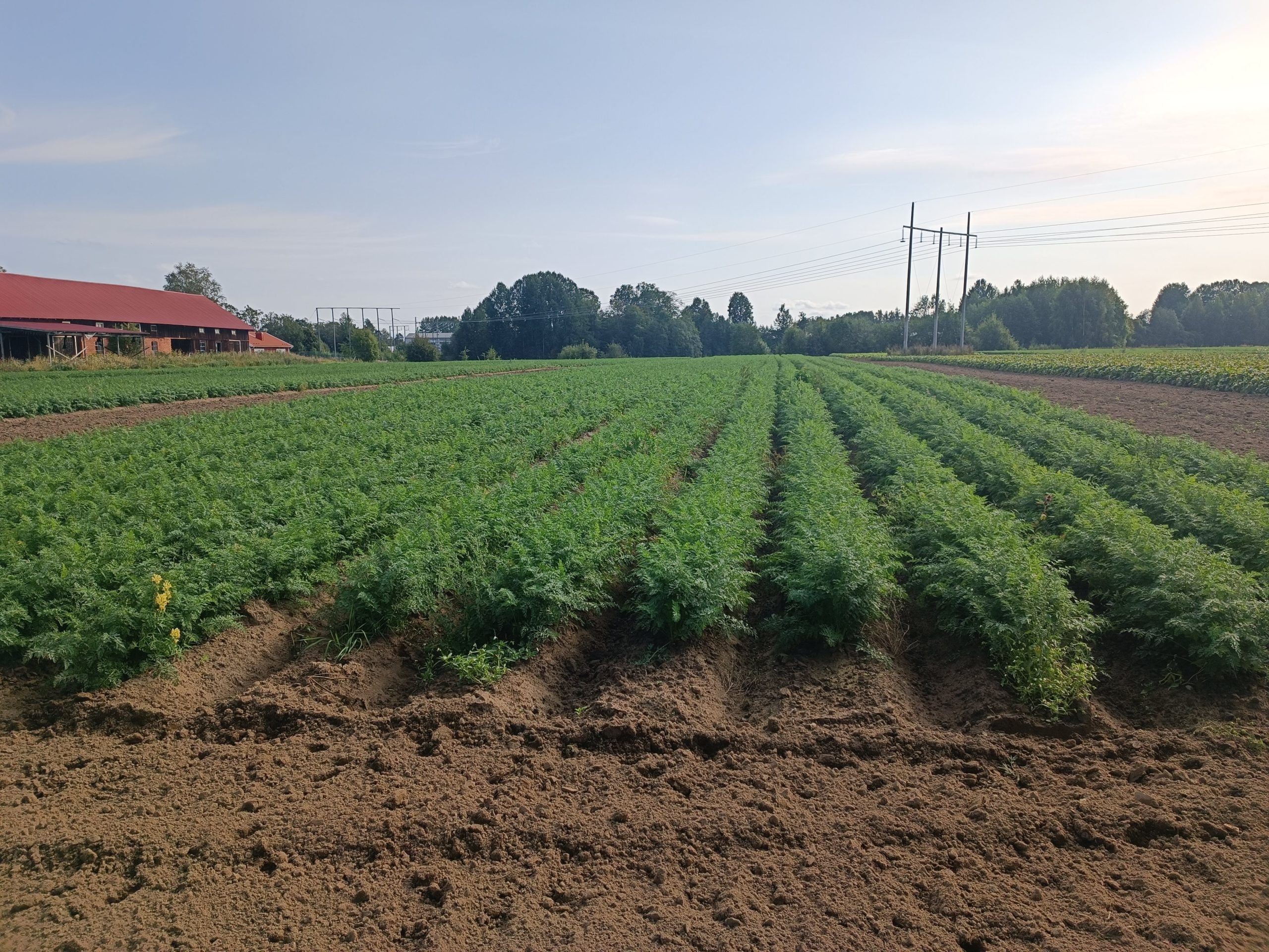 restorani no vidzemes atklaj zviedrijas ilgtspejigas gastronomijas stastu