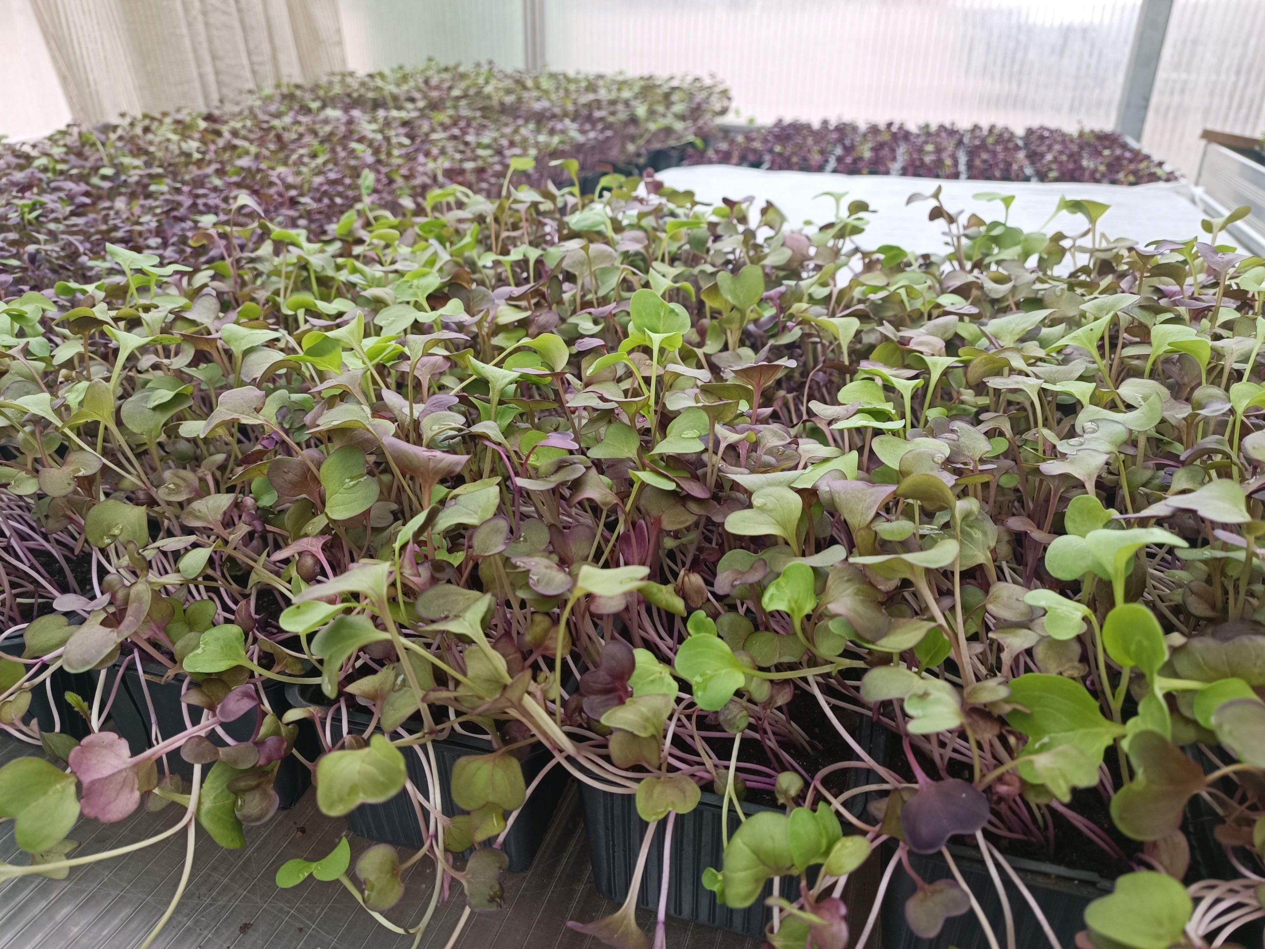 restorani no vidzemes atklaj zviedrijas ilgtspejigas gastronomijas stastu