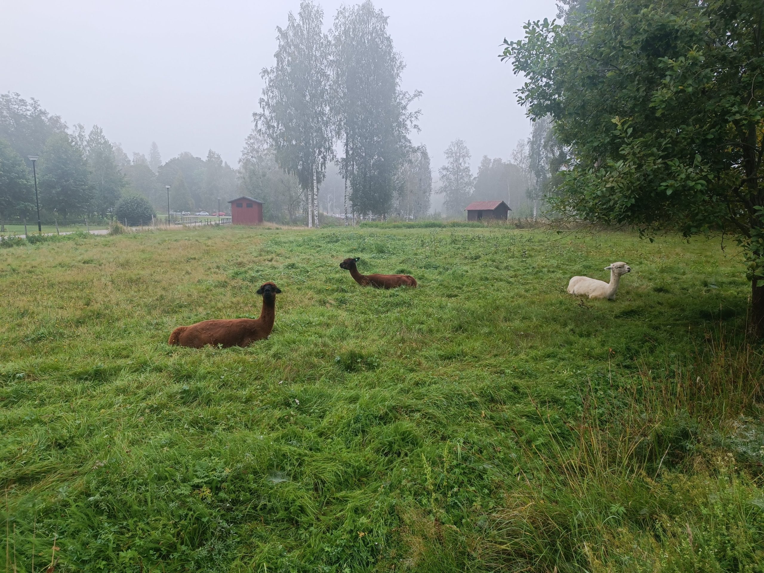 restorani no vidzemes atklaj zviedrijas ilgtspejigas gastronomijas stastu