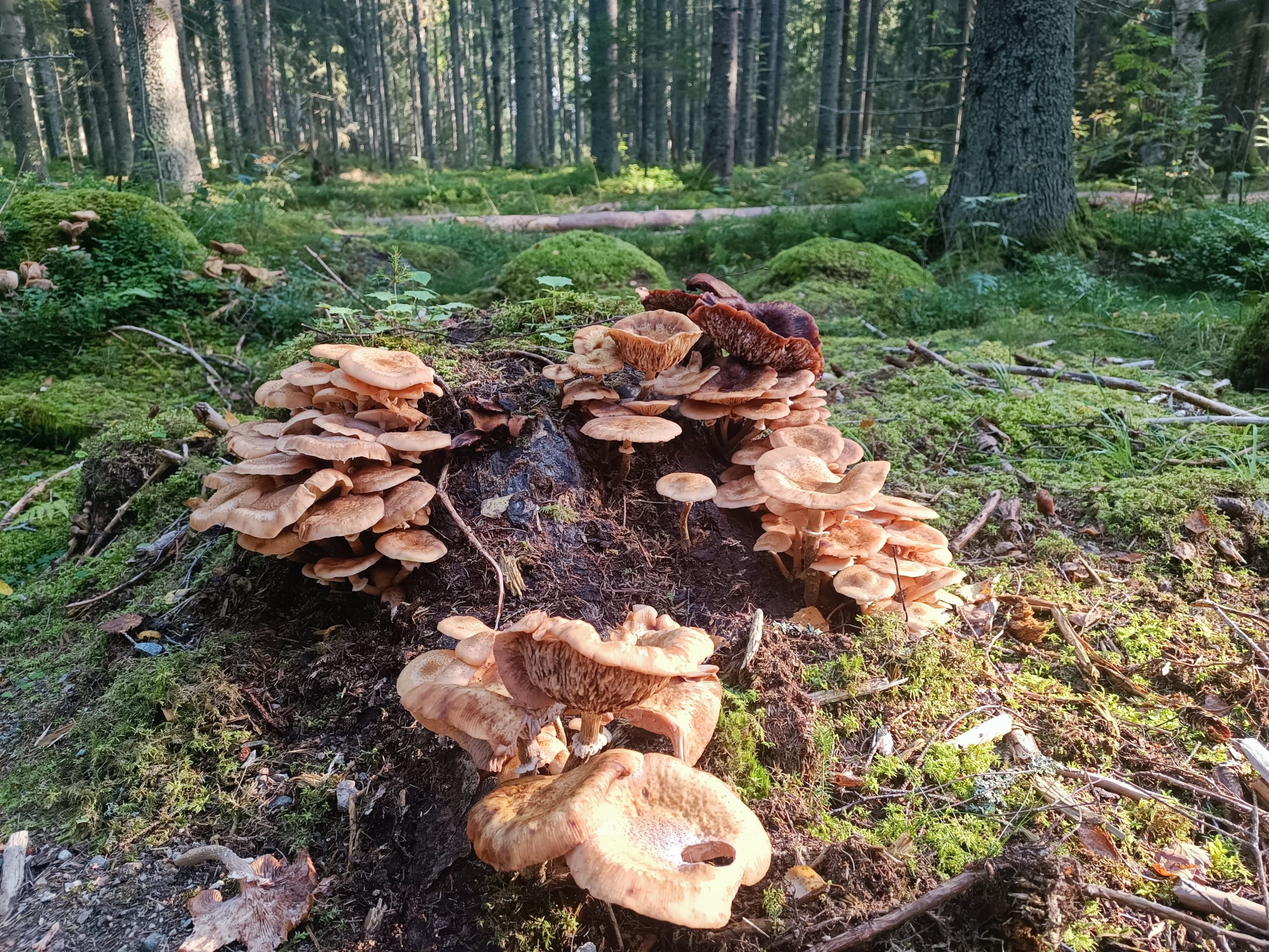 restorani no vidzemes atklaj zviedrijas ilgtspejigas gastronomijas stastu