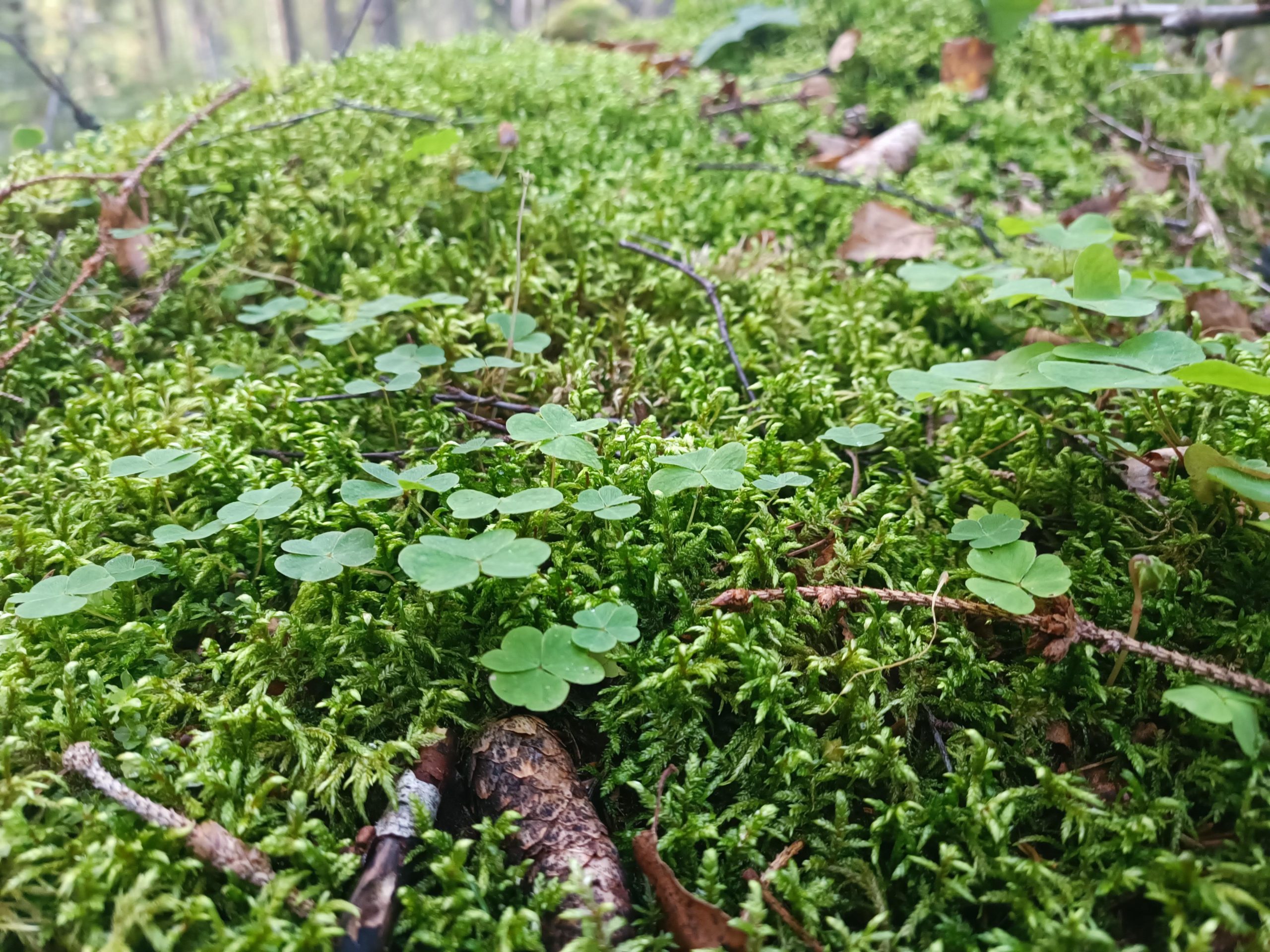 restorani no vidzemes atklaj zviedrijas ilgtspejigas gastronomijas stastu
