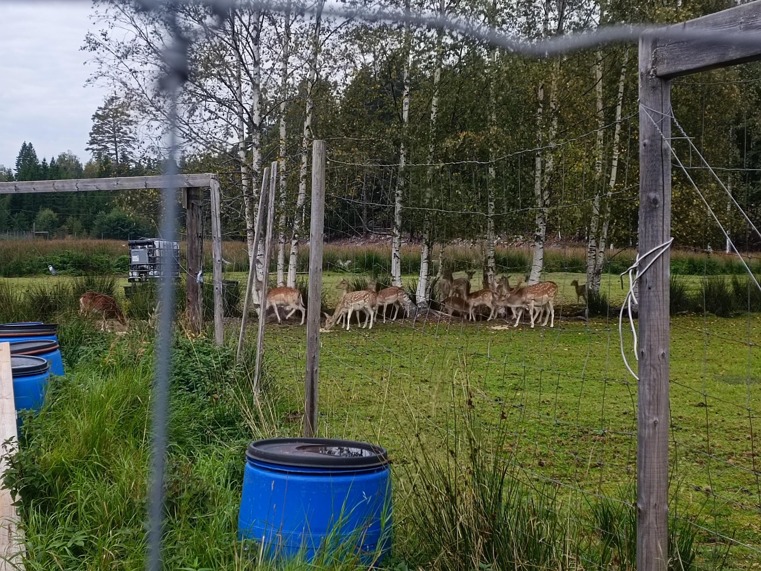 restorani no vidzemes atklaj zviedrijas ilgtspejigas gastronomijas stastu