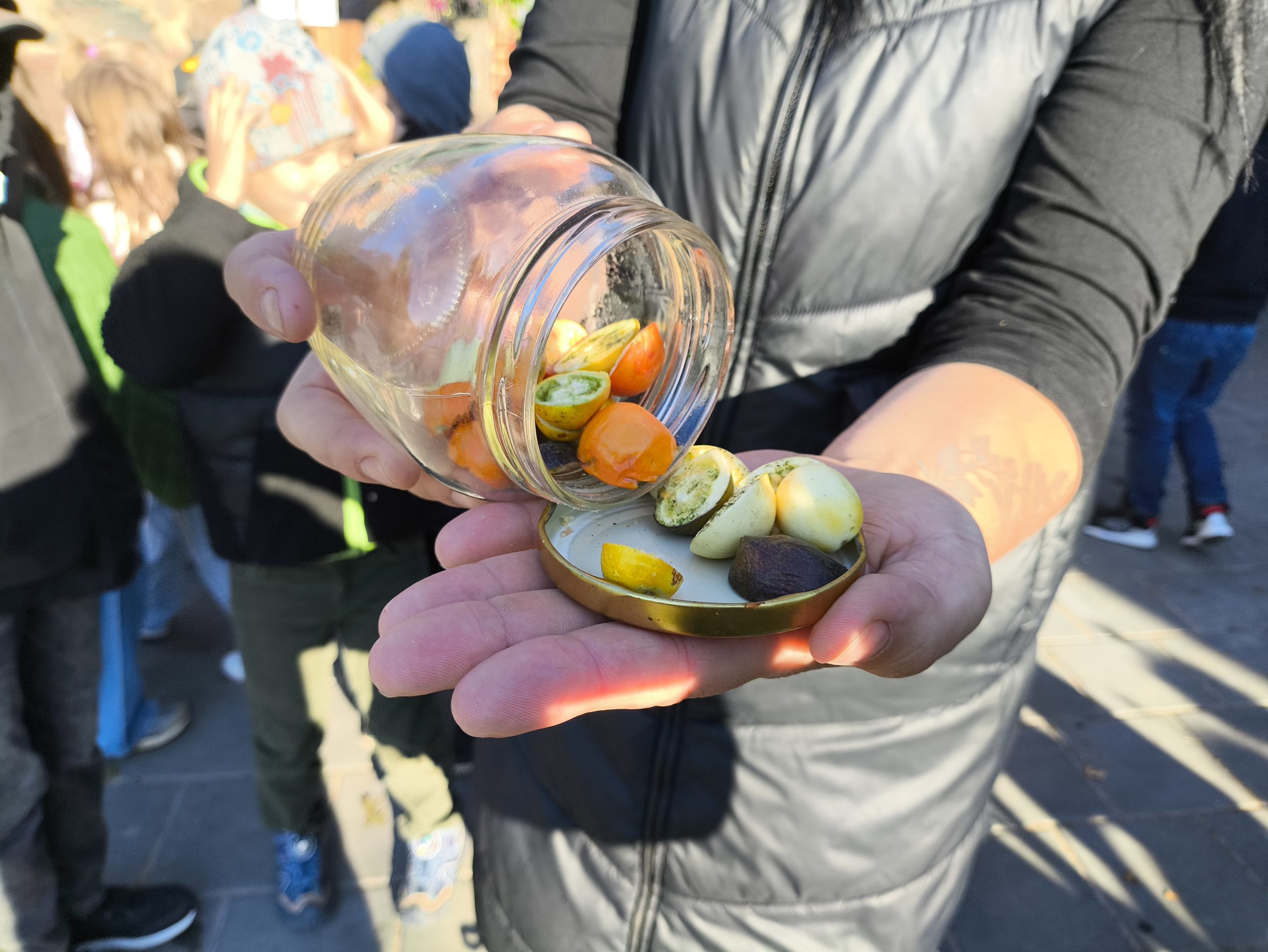 sakumskolas skoleni izzin bioregionu