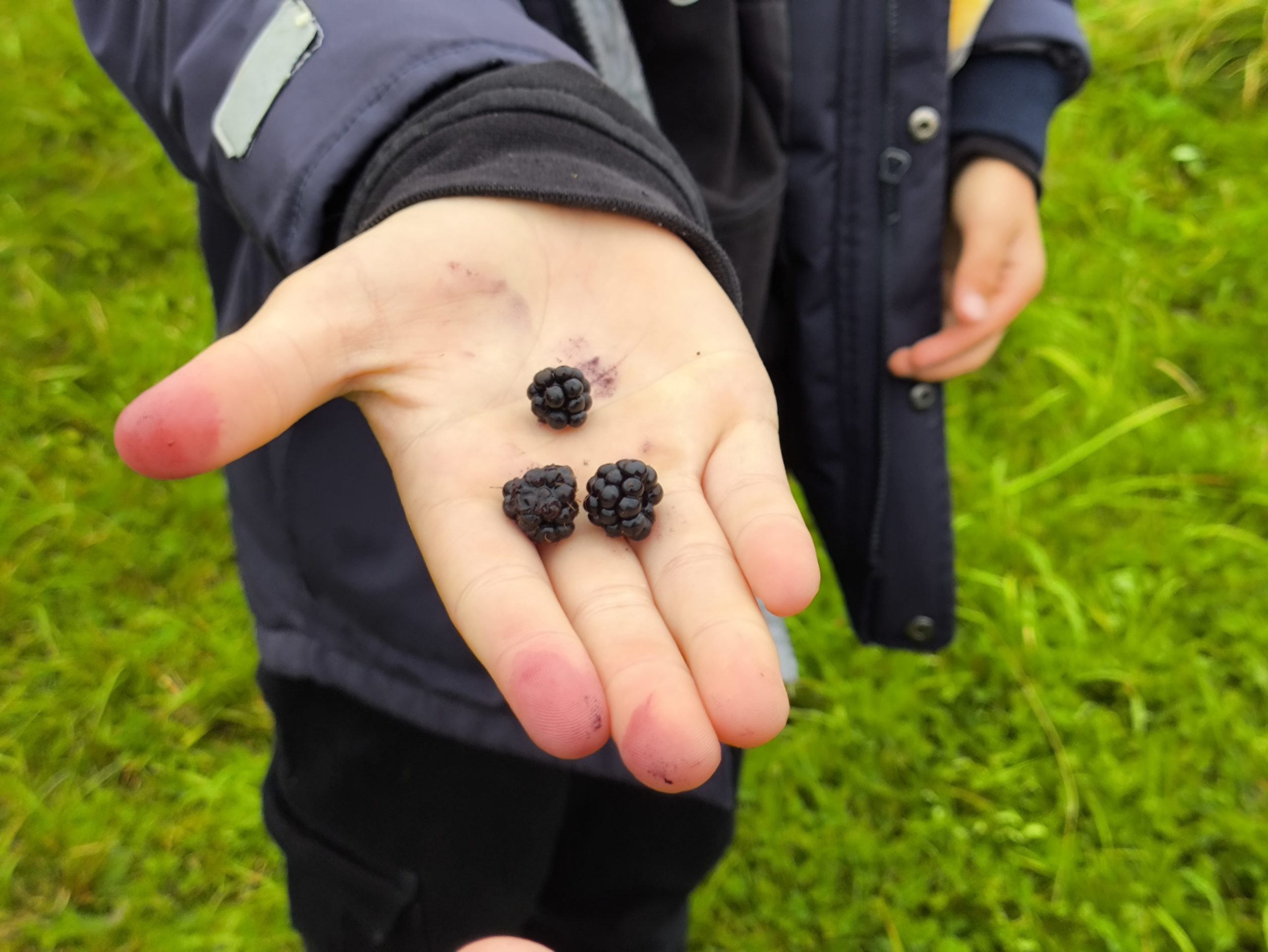 sakumskolas skoleni izzin bioregionu