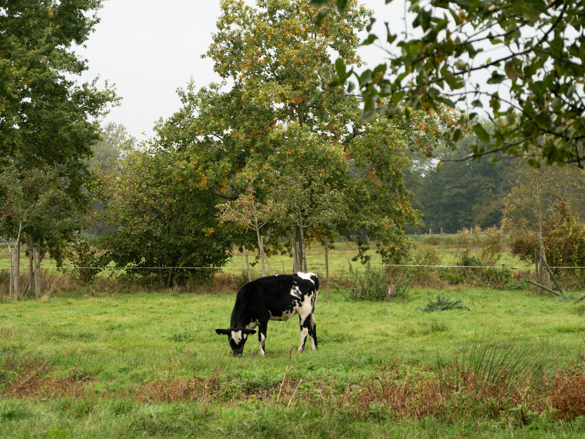vidzemnieki iepazist bremenes pieredzi biologiskas partikas izmantosana skolas