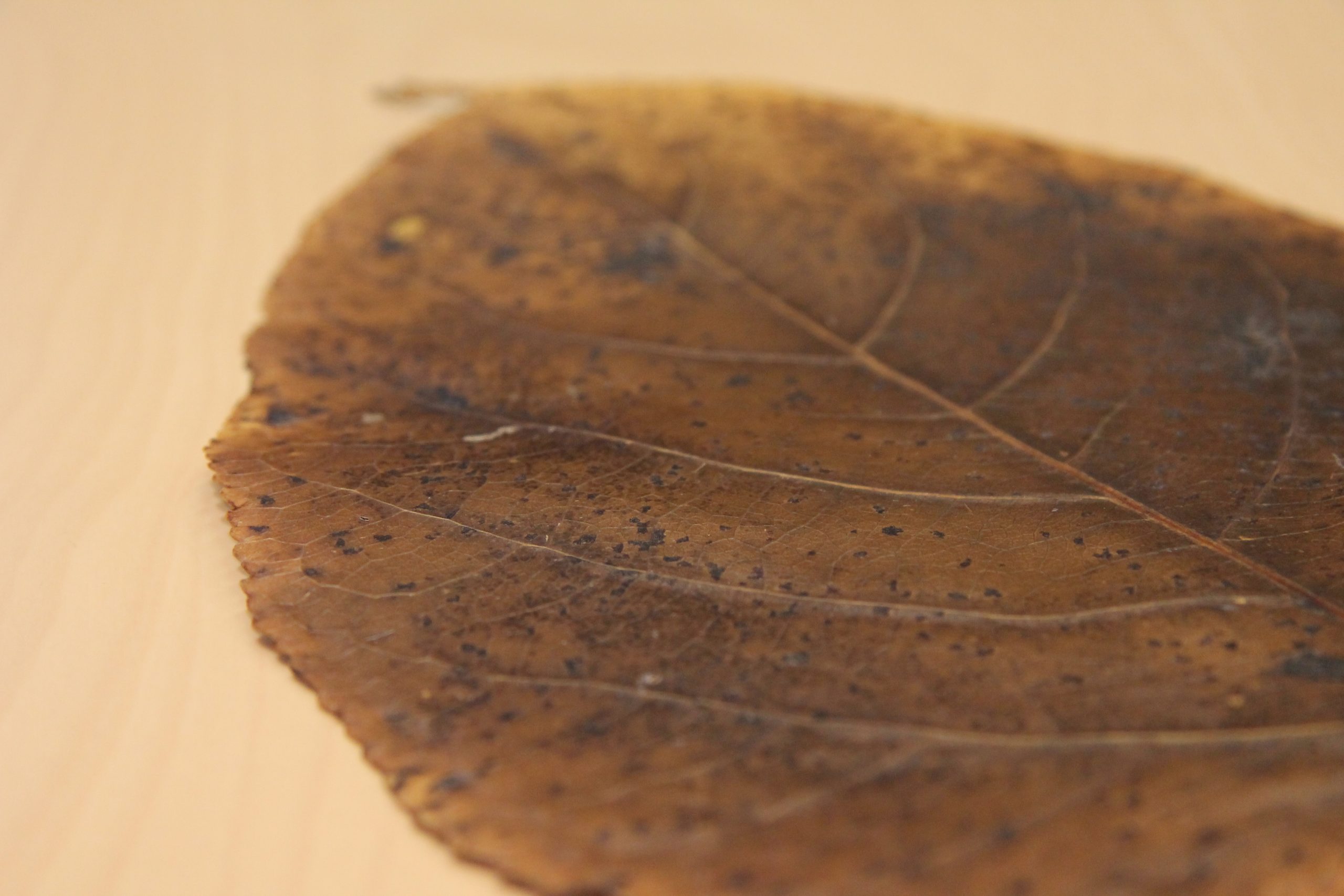 vidzemes planosanas regions ar nozares partneriem iezime nakamos solus bioekonomikas attistibai