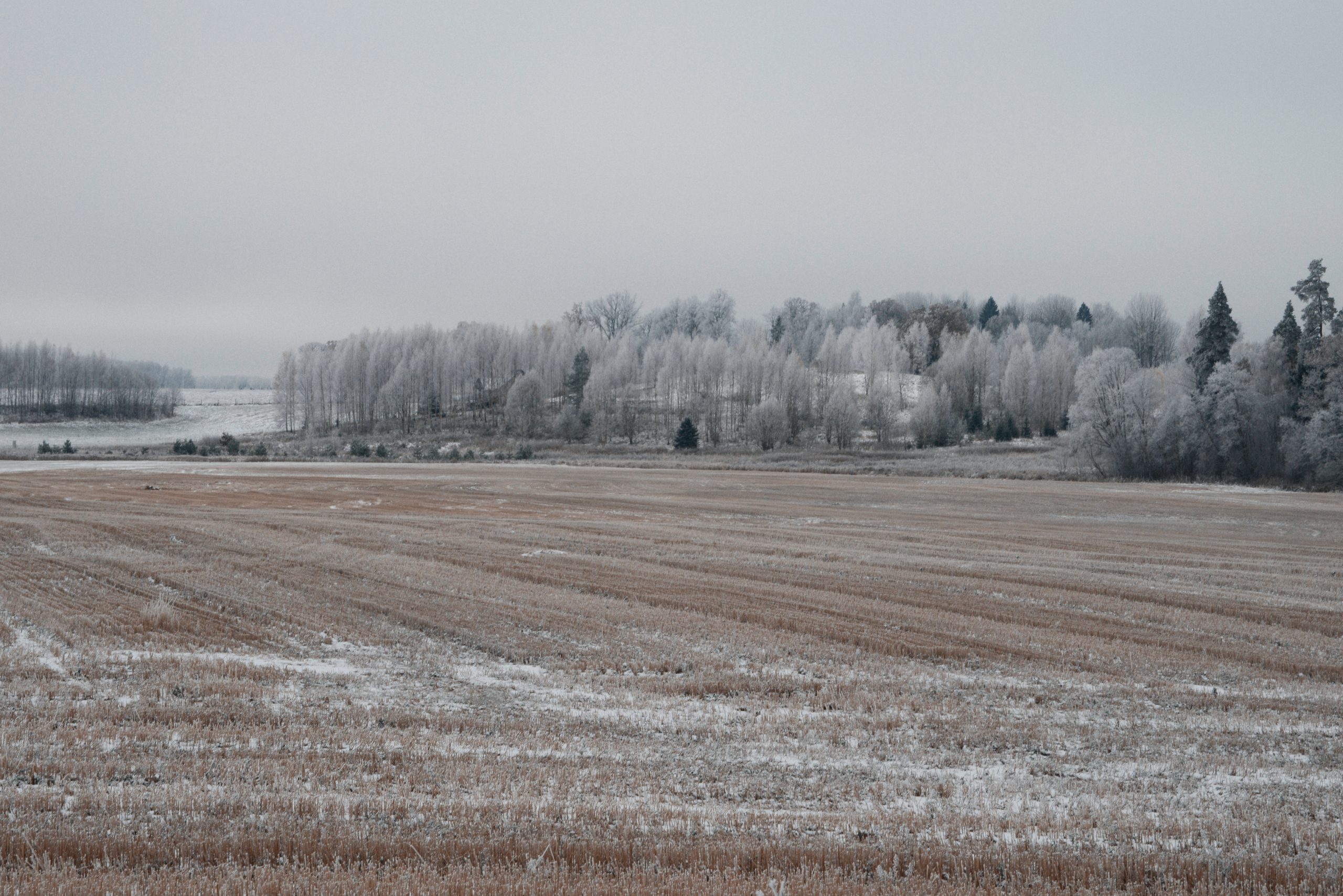 agro buvnieciba latvija no nisas risinajuma lidz eksporta potencialam