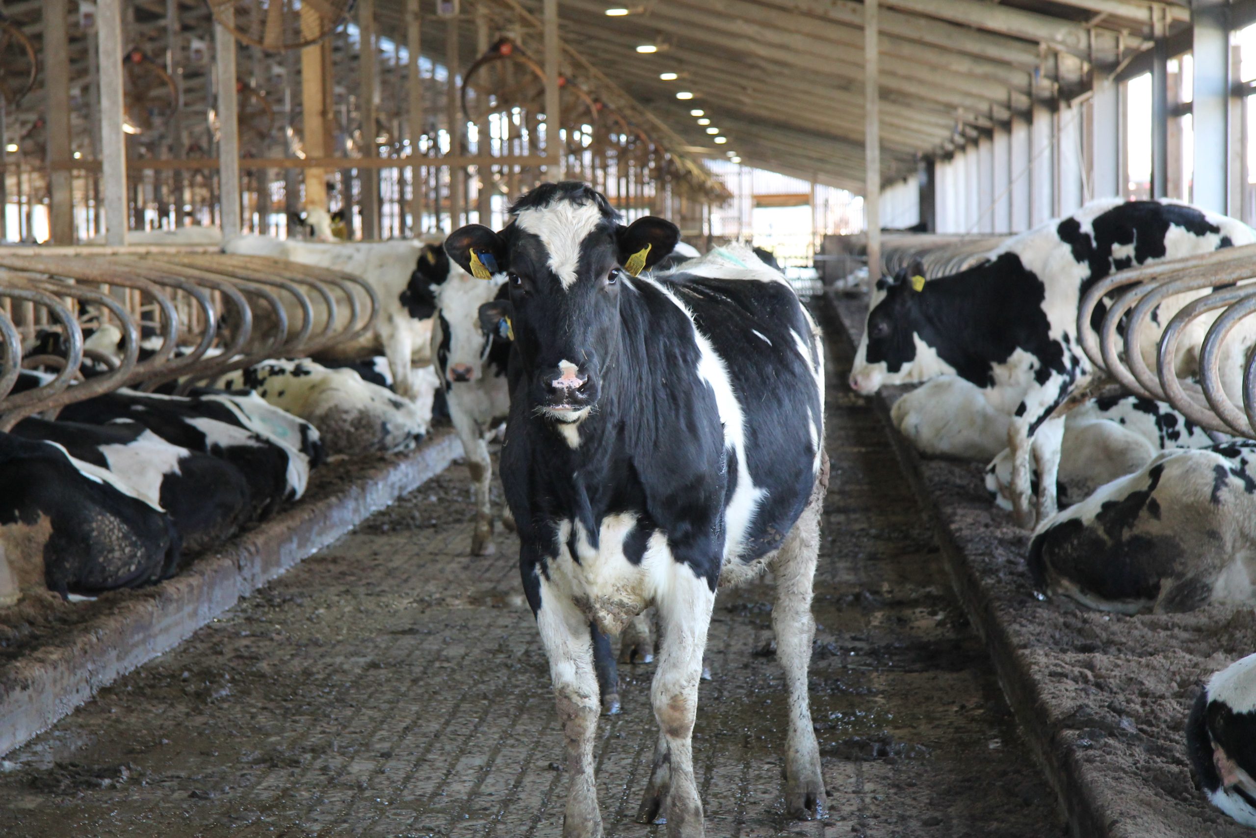 digitalizacija lauksaimnieciba uzlabo efektivitati bet izskirosa joprojam ir cilveka kompetence