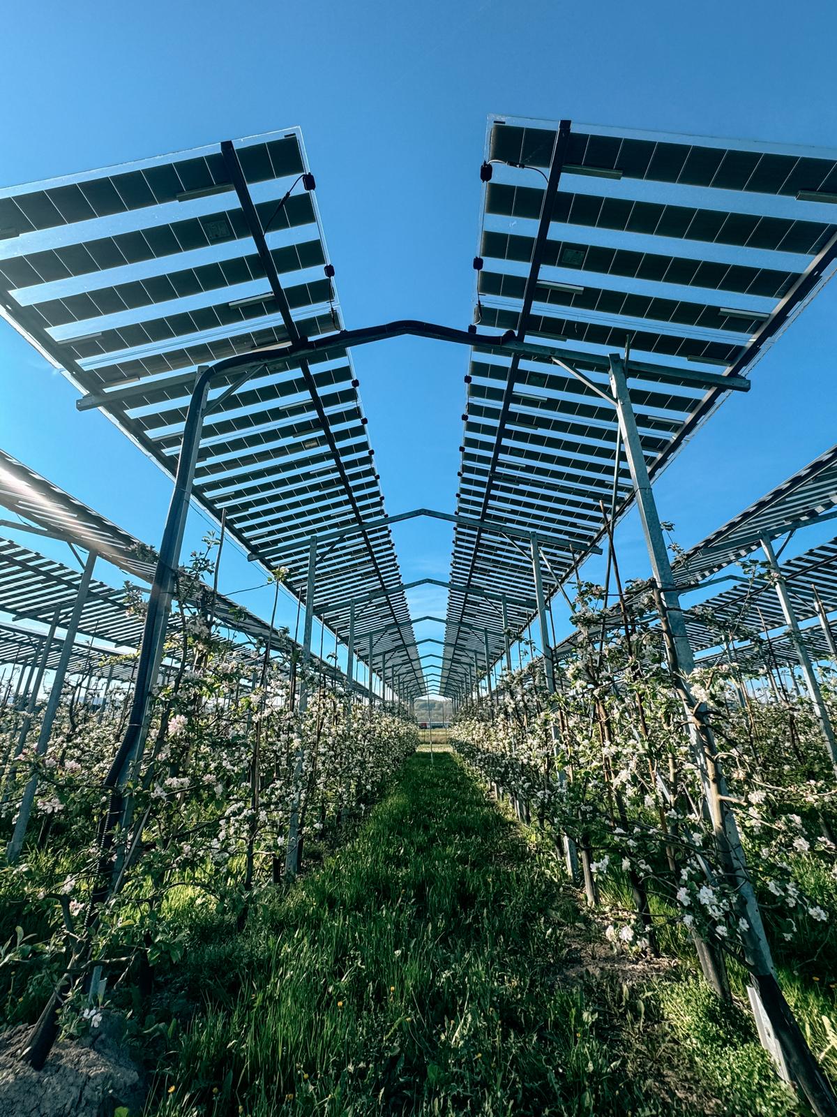 kukainu dzivotnes zalaji un saules energija austrijas pieredze biodiverse projekta