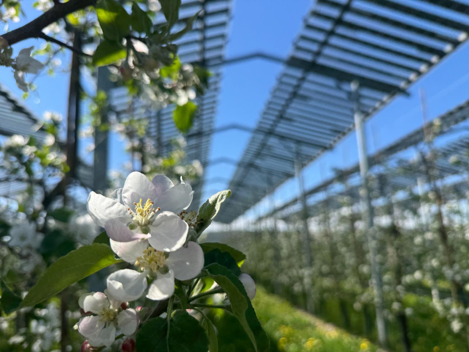 kukainu dzivotnes zalaji un saules energija austrijas pieredze biodiverse projekta