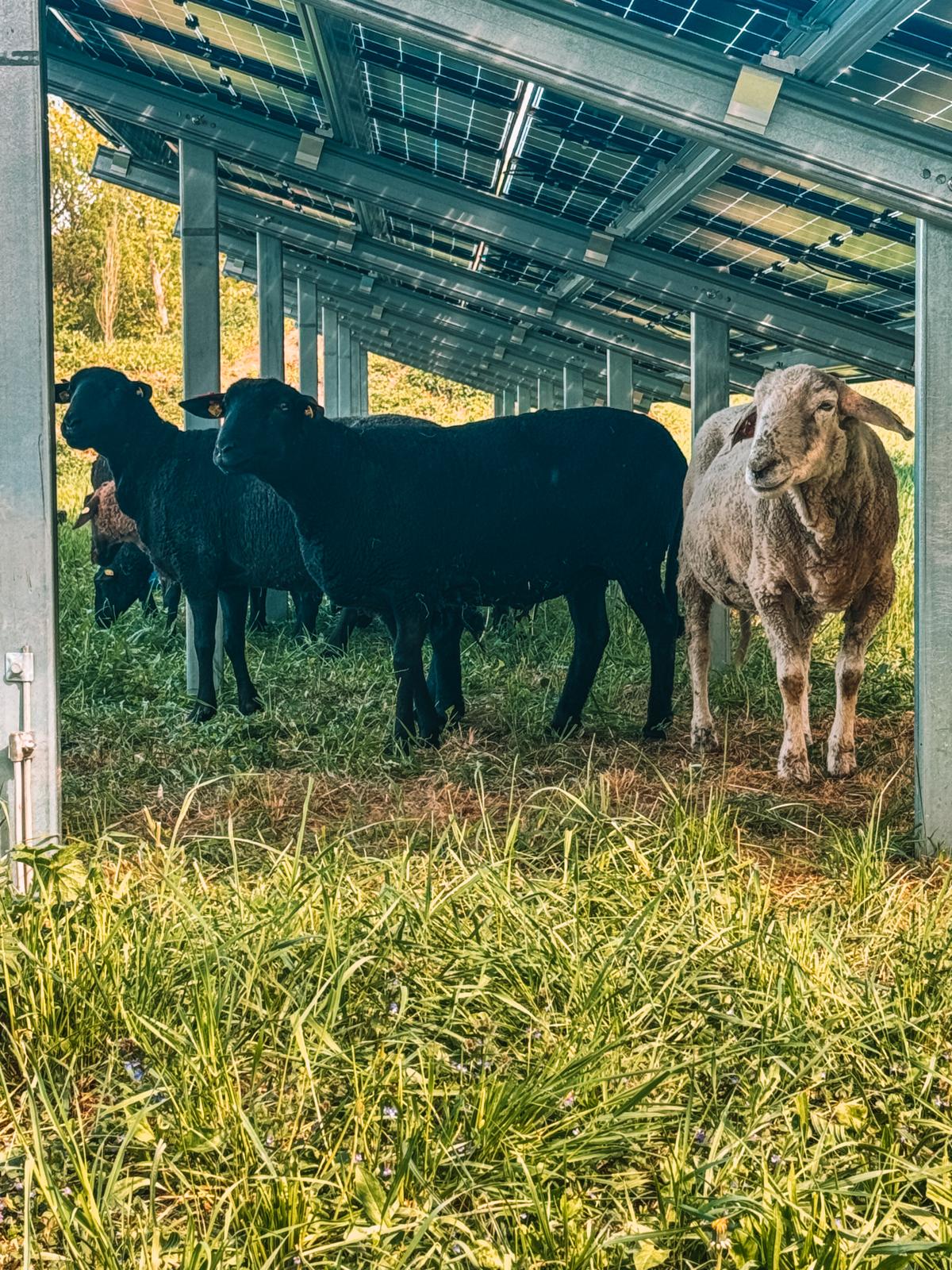kukainu dzivotnes zalaji un saules energija austrijas pieredze biodiverse projekta