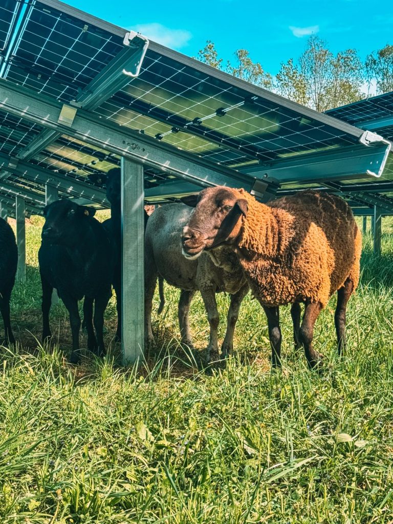 kukainu dzivotnes zalaji un saules energija austrijas pieredze biodiverse projekta