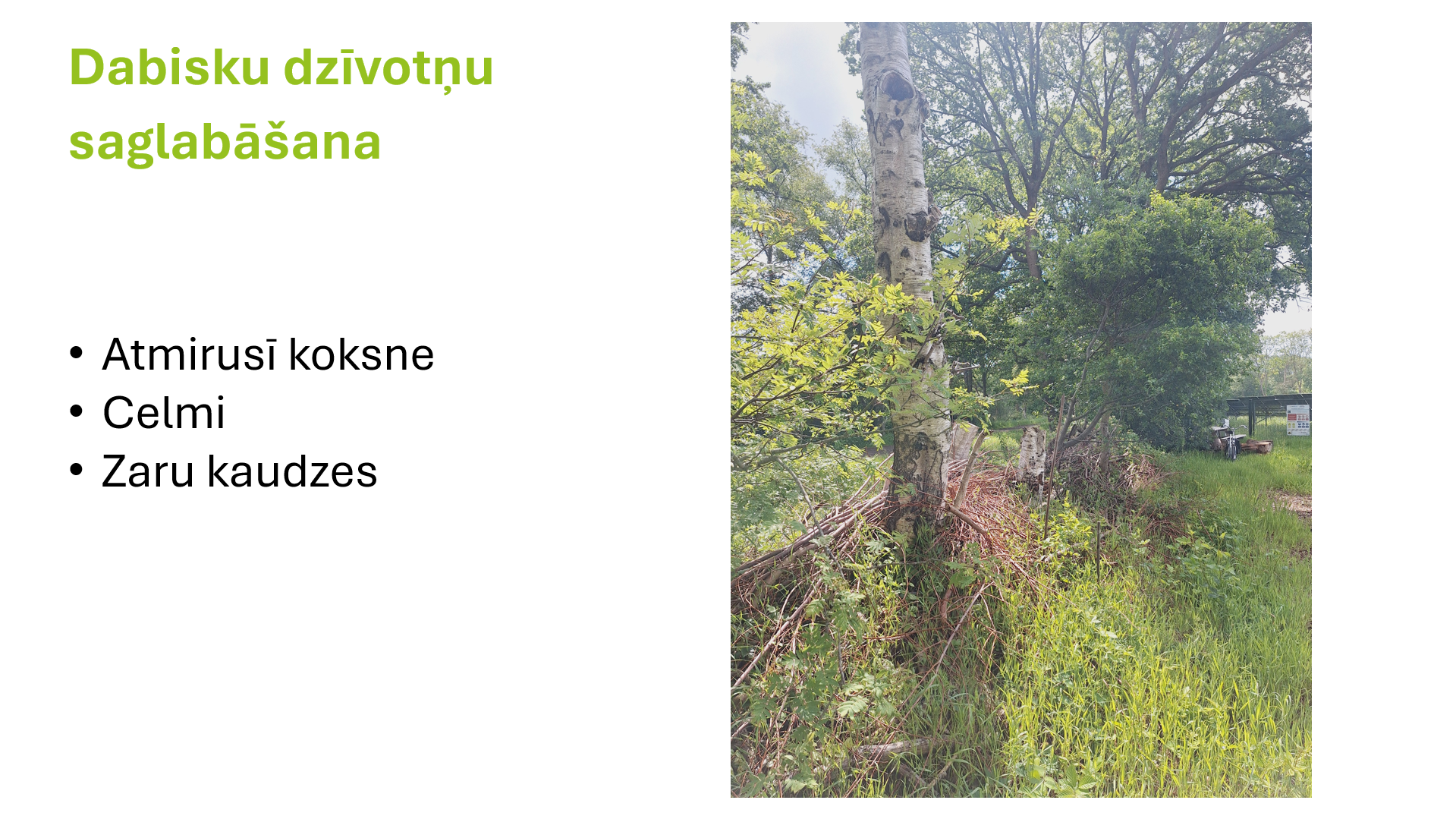 saules parku teritorijas var izmantot ari biologiskas daudzveidibas veicinasanai foto